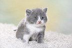 British Shorthair Kitten