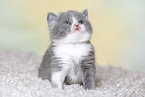 British Shorthair Kitten