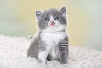 British Shorthair Kitten