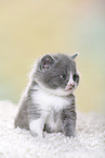 British Shorthair Kitten