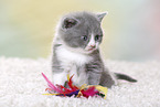 British Shorthair Kitten