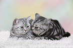 2 British Shorthair