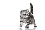 young British Shorthair