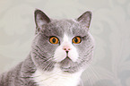 British Shorthair tomcat portrait