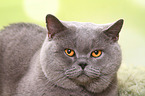 British Shorthair Portrait