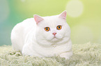 lying British Shorthair tomcat