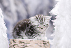 British Shorthair Kitten