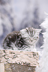 British Shorthair Kitten