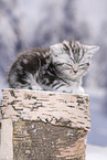 British Shorthair Kitten