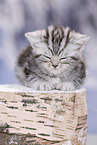 British Shorthair Kitten