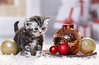 British Shorthair Kitten