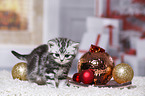 British Shorthair Kitten