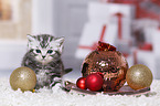 British Shorthair Kitten