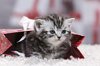 British Shorthair Kitten