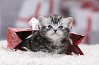 British Shorthair Kitten