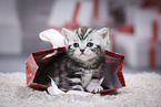 British Shorthair Kitten