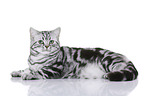 lying British Shorthair