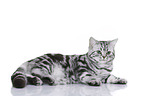 lying British Shorthair