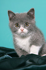 British Shorthair Kitten