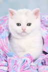 British Shorthair Kitten