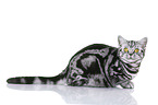 young British Shorthair