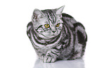 young British Shorthair