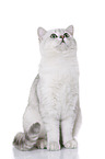 sitting British Shorthair