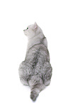 sitting British Shorthair