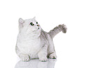 lying British Shorthair