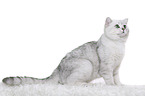 sitting British Shorthair