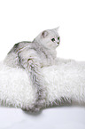 lying British Shorthair