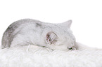 lying British Shorthair