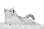 lying British Shorthair