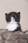 British Shorthair Kitten