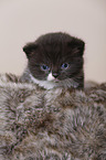 British Shorthair Kitten