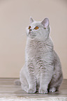 young British Shorthair