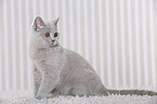 young British Shorthair