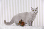 young British Shorthair