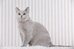 young British Shorthair