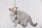 young British Shorthair