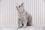 young British Shorthair