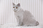 young British Shorthair