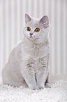 young British Shorthair