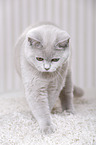 young British Shorthair