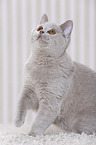 young British Shorthair