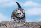 British Shorthair Kitten