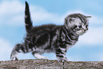 British Shorthair Kitten