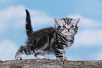 British Shorthair Kitten