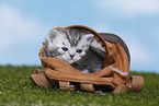 British Shorthair Kitten