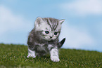 British Shorthair Kitten